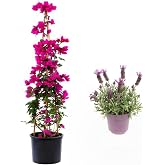 Pembe Renk Begonvil &Ccedil;i&ccedil;eği(40-80Cm) Mor Lavanta Fidanı Hediyeli Bah&ccedil;e Bitkisi, BTS001NA0915
