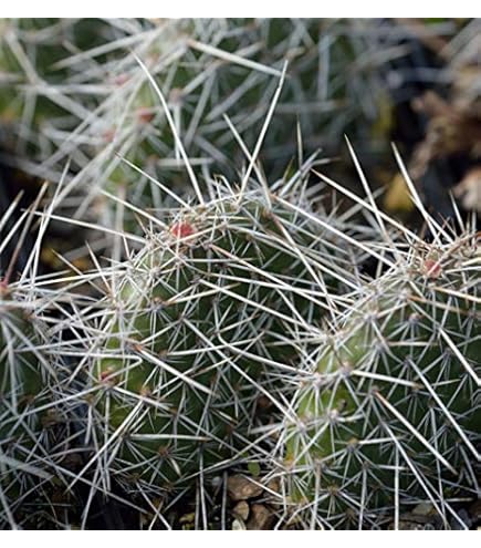 Winterharter Feigenkaktus - Opuntia imbricata - lebende Gartenpflanze aus  den Baumschulen : Amazon.de: Garten