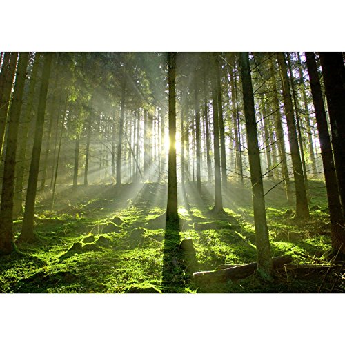 Fototapete Wald 396 x 280 cm – Vliestapete – Wandtapete – Vlies Phototapete – Wand – Wandbilder XXL – !!! 100% MADE IN GERMANY !!! Runa Tapete 9037012c … - 6