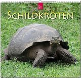 MF-Kalender SCHILDKRÖTEN 2019 by