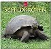 MF-Kalender SCHILDKRÖTEN 2019 by