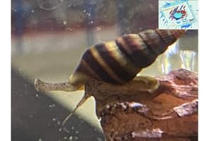 Topbilliger Tiere Raubschnecke Helena - natürliche Schneckenfalle 5X