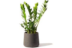 Perfect Plants Zamioculcas Plant - Exotic ZZ Plant - Air Purifying Indoor Plant in a 12cm Pot (30-40cm)