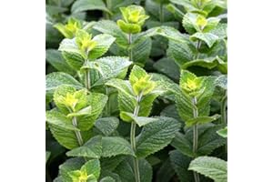 LONGACRES Herb Plants 9cm - Set of 4 - Mint (Live Plants)