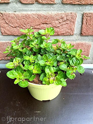 Oregano Pflanze Origanum vulgare Kräuter Pflanze 1stk.