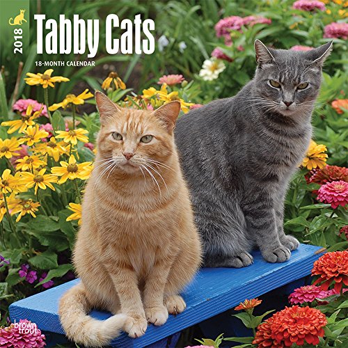 Download Tabby Cats 2018 Wall Calendar Download Tabby Cats 2018 Wall Calendar