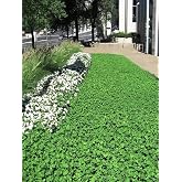 Fare Kulağı Tohumu 250 gram