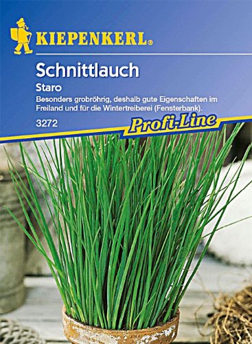 Schnittlauch Staro grobröhrig