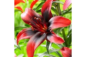 COOTO 1x Bulbo lilium Bulbos lirios rojos Flores plantas Lirios planta natural Bulbos de flores Lilium lancifolium Strawberry Event