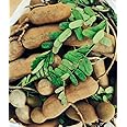 Granny's Pickles Chintakayi(Green Tamarind)Pickle-Typical Andhra Taste 500G