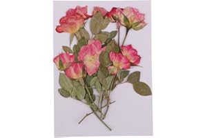 D DOLITY 10 Stück Echte Getrocknete Rose Mit Blättern Gepresste Blumen Für Album Rahmen Dekor