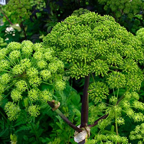 Arznei-Engelwurz – Echter Engelwurz – Angelica archangelica – Gewürz- und Arzneipflanze – 150 Samen