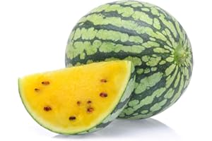 EYSII Graines de pastèque jaune 8+ vigne de fruits doux non-OGM facile à cultiver (Citrullus lanatus) pour jardin extérieur ferme intérieure