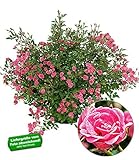 Wuchshöhe: 30-40 cm; Pflanzabstand: 10 cm