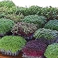 Raunak Seeds Krypton Microgreen Seeds Combo (Avg 50 Seeds Each, 4 Types-Beet Root, Swiss Chard, Broccoli, Amaranthus, Kale Free)