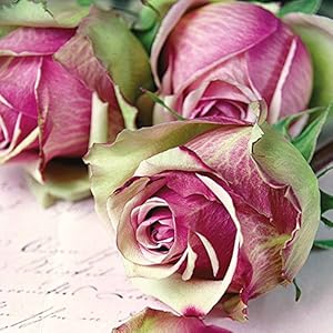 Rosen 2016: Kalender 2016 (Artwork)