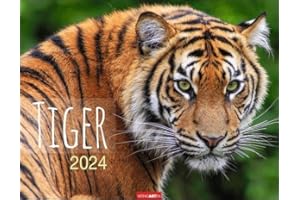 Tiger Kalender 2024. Die majestätischen Großkatzen in einem großen Wand-Kalender. Hochwertiger Fotokalender mit Porträts der verschiedenen Tigerarten. 44x34 cm Querformat