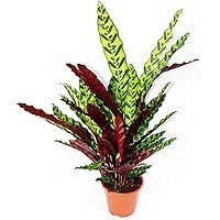 Exotenherz - XXL-Schattenpflanze mit ausgefallenem Blattmuster - Calathea lancifolia - 17cm Topf - ca. 60-70cm hoch