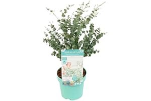 Bloomique - Eukalyptus Gunii Azura - Eukalyptus Pflanze - Winterharte Balkonpflanzen - Gartenpflanzen Winterhart - Höhe 40-60 cm - Topf 19 cm