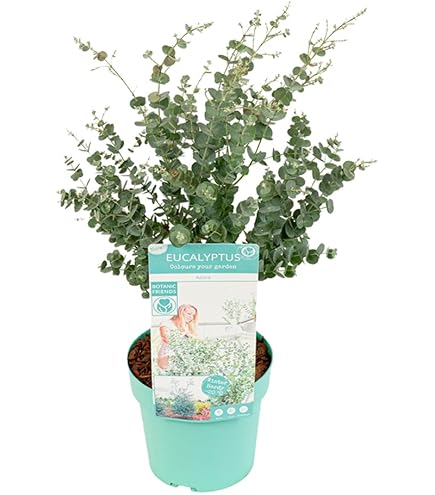 10x Eucalyptus Nitens Samen – Glanz-Eukalyptus Baum Für Garten, Schnellwachsend & Immergrün