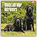 Black Labrador Retrievers 2016 - Schwarze Labradore - 18-Monatskalender mit freier DogDays-App: Original BrownTrout-Kalender [Mehrsprachig] [Kalender] (Wall-Kalender) by 