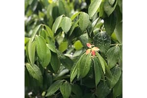 BRKENT 200 semi di cannella cannella biologica regalo di erbe aromatiche giardino di erbe cucina piante di erbe copertura del terreno semi perenni resistenti piante di erbe