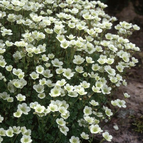 Moos - Steinbrech - Saxifraga x arendsii 200 Samen