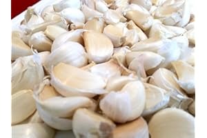 LIVE SEEDS Garlic for Planting UK -UK Garlic 30 Cloves 'Provence Wight' for Large Bulbs
