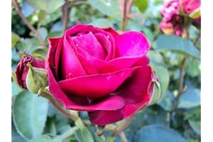 GARTENCENTER BARTELS Beetrose Heidi Klum ® Containerrosen im großen 7,5 Liter Topf