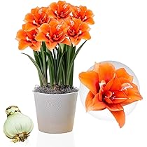 Amaryllis Zwiebel Pink Surprise 26/30 - Großformat Blumenzwiebel Aus Holland