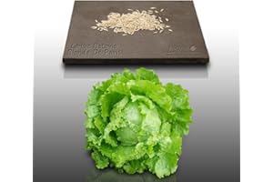 LE GRENIER D'ABONDANCE LES GRAINES QUI DONNENT ENVIE 500 graines à semer - Le Grenier d'Abondance - LAITUE BATAVIA Blonde de Paris - Lactuca sativa