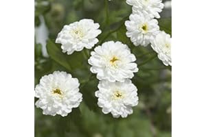 FLOWERSEEDSUK 100 Achillea Ptarmica Ballerina Seeds - Pure White Double Flowers - 100 Seeds