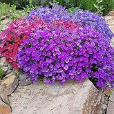 OnlineBah&ccedil;em Miracle Rock Cress Aubrieta Mixed Color Obrizia Flower Seed (100 seeds)