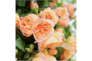 Rose Bare Root 'School Girl' Climbing Rose with Coppery Orange Blooms and Pink Shading by Growtanical®