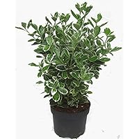 Euonymus japonicus 'Kathy' weiß-grüne Japanspindel 17 cm Topf - winterharter, wintergrüner, Strauch- als Kübelpflanze…