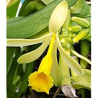 Echte Vanille * Pflanze * Vanilla planifolia * Orchidee