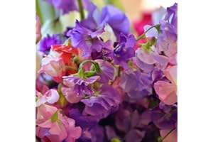 PREMIER SEEDS DIRECT - Sweet Pea - Royal Family Mix - 13 GRAM ~ Approx 125 Flower Seeds