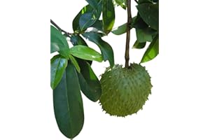 SAMENCHILISHOP (IMMER NUR EINMAL VERSAND) Guanábana -Stachelannone- (Annona muricata) 10 Samen