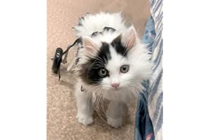 Cora Pet Hundewagen mit 2 Räder Hund Rollstuhl für Behinderte/ältere/Verletzten Hunde, Einstellbare Gehhilfe Hundegehilfe Hunderollstuhl, Haustiere Rehabilitation, Hunde Katzen Kaninchen