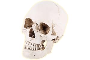 LENTLY Modèle de Crâne, Modèle de Crâne Humain en Résine Grandeur Nature avec MâChoire Amovible Modèle de Crâne Sculpté pour Cours d’Anatomie Médicale et Décoration Halloween Modèle de Crâne Blanc