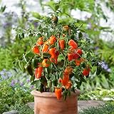 Habanero pflanze kaufen Habanero pflanze kaufen