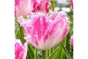 COOTO Tulipanes bulbos x5 Bulbos de flores primavera Tulipanes rosa blancos Bulbo Tulipán dentado Huis ten Bosch