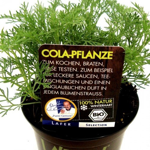 Bio Cola-Pflanze Kräuterpflanze - 2