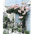 Climbing Rose Imported Flower Seeds for Home and Gardening Pack of 50 to 60 seeds (BABY PINK)