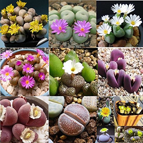Lebende Steine, Lithops 10 Samen -Mischung