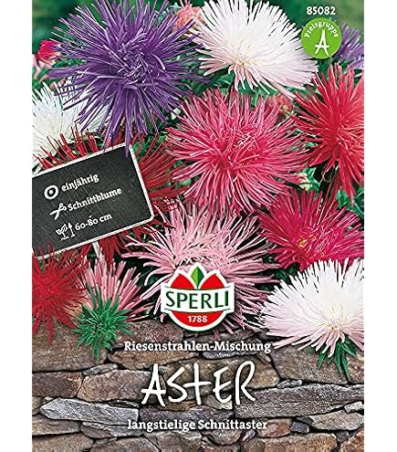 Astern Riesenstrahlen-Mischung – Einjährige Blumen Mit Riesigen Blüten (bis 20 Cm), Ideal Für Beet & Schnitt