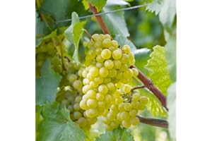 THOMPSON & MORGAN Grape 'Chardonnay' Vitis vinifera White Grape Vine Trees Fruit Plants for The Garden Grow Your Own Climbing Outdoor Grapes Tree Vines in The UK 1 x 10.5 cm Potted Plant by Thompson and Morgan