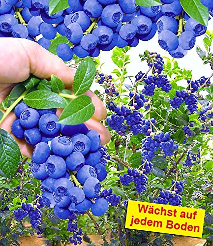 BALDUR-Garten Trauben-Heidelbeere ‚Reka® Blue‘, 1 Pflanze, Vaccinium corymbosum - 2