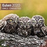 ackermann kalender eulen  Eulen 2020, Wandkalender / Broschürenkalender im Hochformat (aufgeklappt 30x60 cm) - Geschenk-Kalender mit Monatskalendarium zum Eintragen
