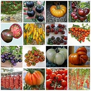 Mélange de tomates anciennes | Graines biologiques | Héritage - Canada